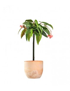 Begonia Tamaya Alberello