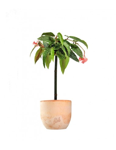 Begonia Tamaya 
