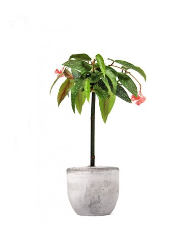Begonia Tamaya 