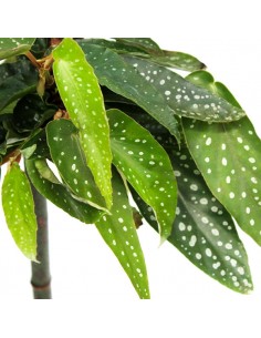 Begonia Tamaya  2