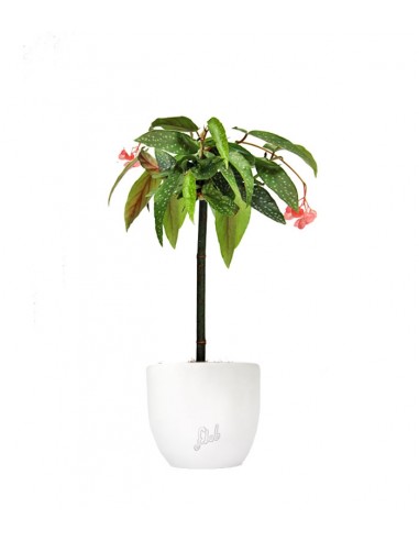 Begonia Tamaya 