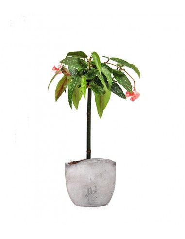 Begonia Tamaya 