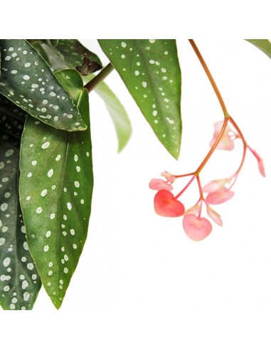 Begonia Tamaya 
