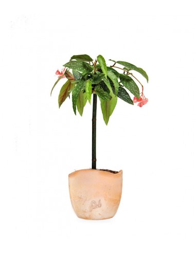 Begonia Tamaya 