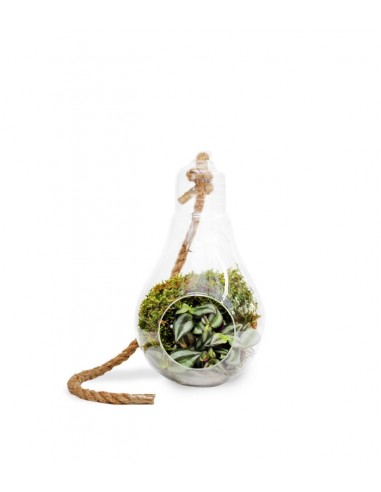 Lampadina con calathea 