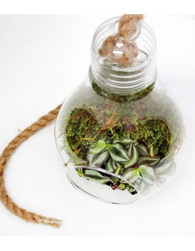 Lampadina con tradescantia