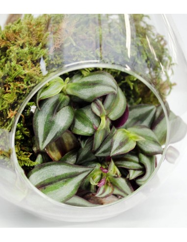Lampadina con tradescantia