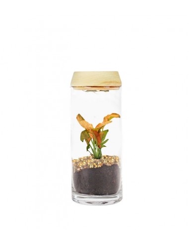 Sygonium rosa in terrarium