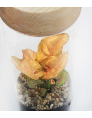 Sygonium rosa in terrarium