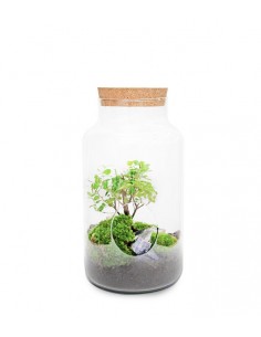 Bonsai Olmo in terrario