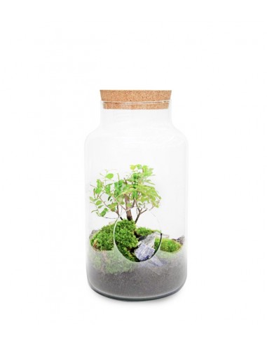 Bonsai Zelkova in vetro