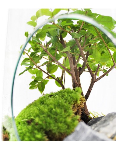 Bonsai Zelkova in vetro