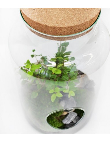 Bonsai Zelkova in vetro
