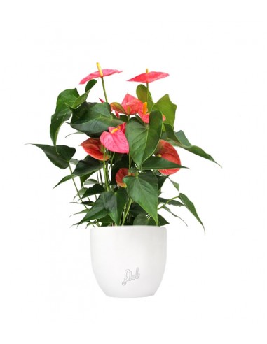 Anthurium rosa