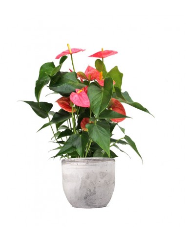 Anthurium rosa