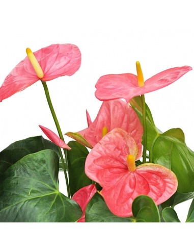 Anthurium rosa