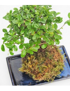 Carmona in kokedama 2