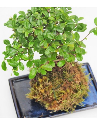 Carmona in kokedama