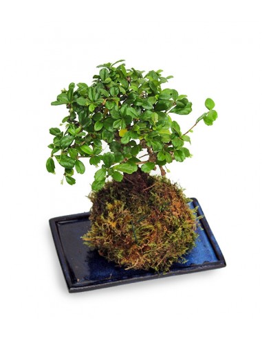 Carmona in kokedama
