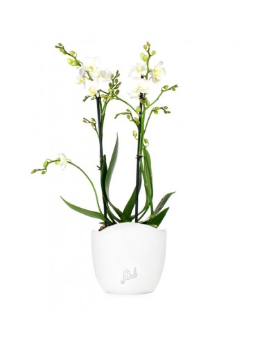Phalenopsis Bianca