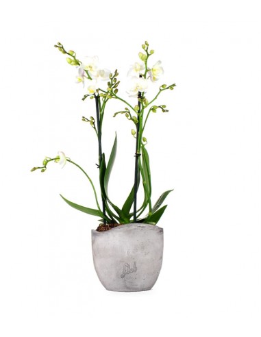 Phalenopsis Bianca