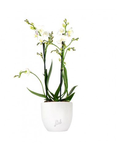 Phalenopsis Bianca
