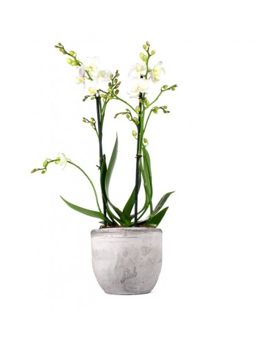 Phalenopsis Bianca