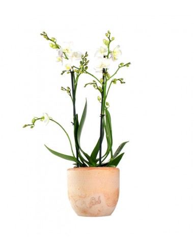 Phalenopsis Bianca