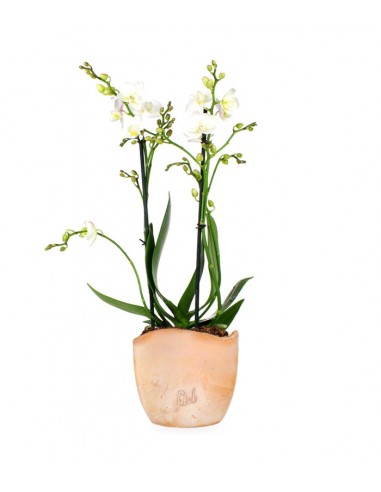 Phalenopsis Bianca