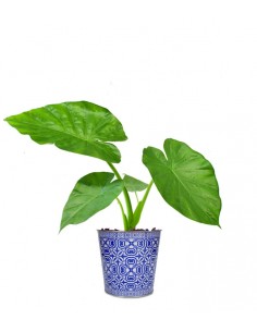 Alocasia microritza