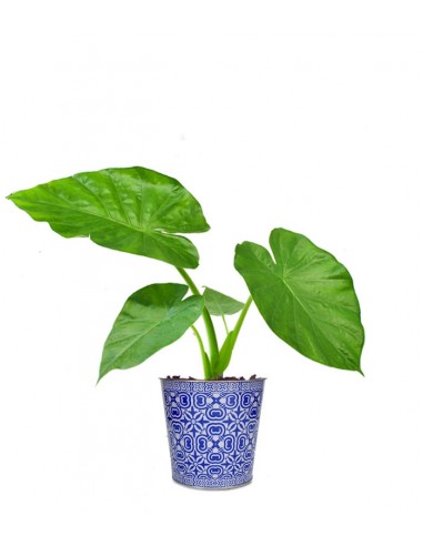 Alocasia macrorrhiza