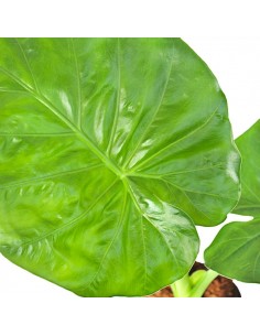 Alocasia macrorrhiza 2