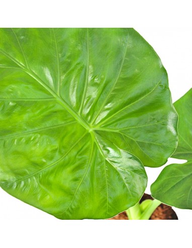Alocasia macrorrhiza