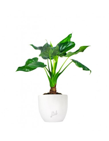 Alocasia cucullata