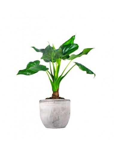 Alocasia cucullata