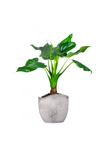 Alocasia cucullata