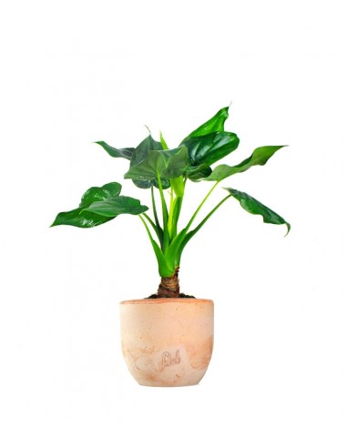 Alocasia cucullata