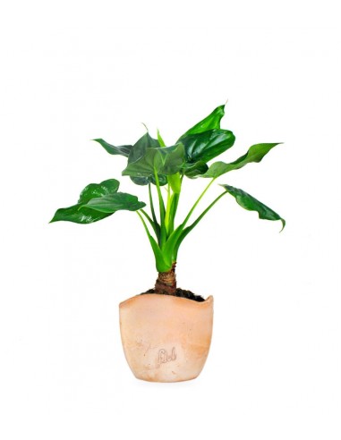 Alocasia cucullata