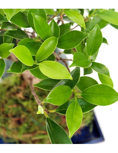 Ficus retusa in kokedama