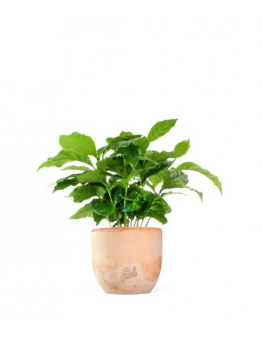 Pianta di Caffè Arabica