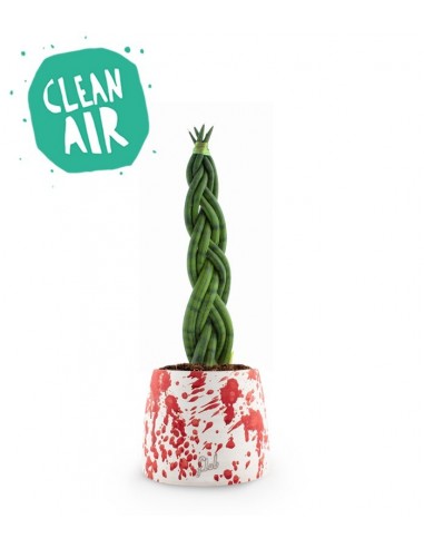 Sansevieria Twister