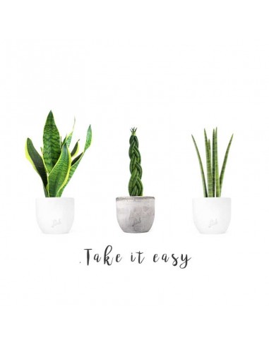 Take it easy pack