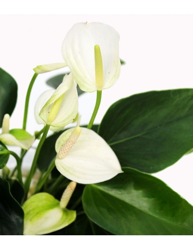 Anthurium White Champion in idroponica