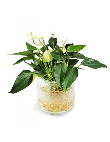 Anthurium Bianco idroponica