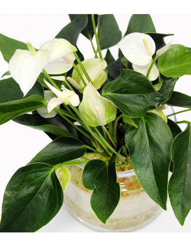 Anthurium White Champion in idroponica