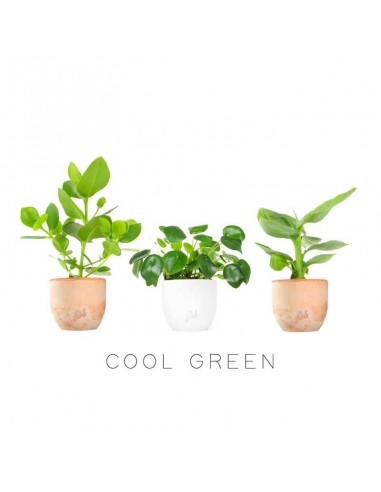 Cool Green Pack