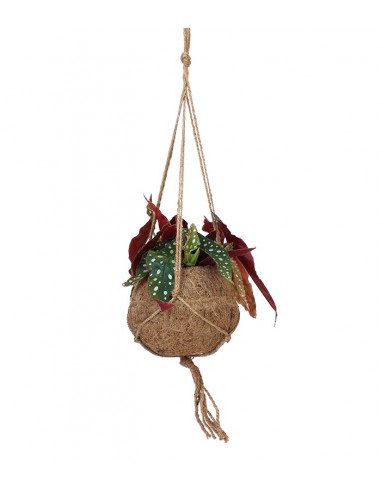 Begonia maculata in fibra di cocco