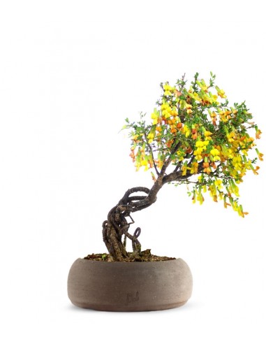 Caragana Bonsai