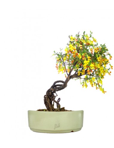 Caragana Bonsai