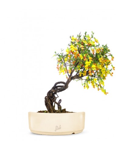 Caragana Bonsai